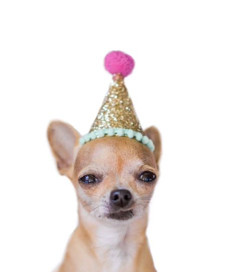 Pet Party Hat - Small