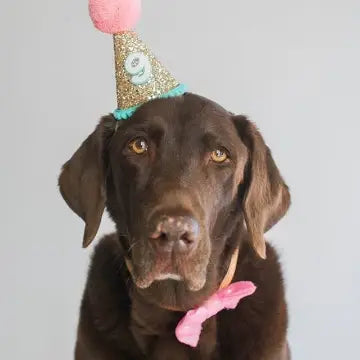Pet Party Hat - Large